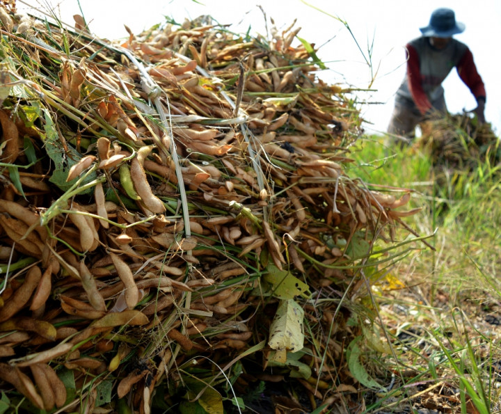 Distan Sultra Panen Kedelai di Konawe Selatan 