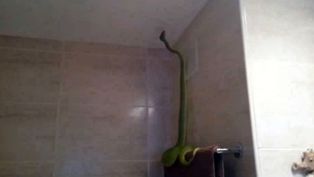 'Raksasa' Hijau Ditemukan Menggeliat di Dinding Kamar Mandi Keluarga Ini