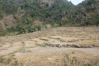 Kemarau Enam Bulan, 30 Ribu Hektare Sawah di Garut Butuh Air