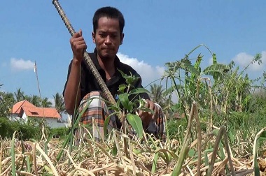 Minim Air, Tanaman Bawang di Pamekasan Membusuk