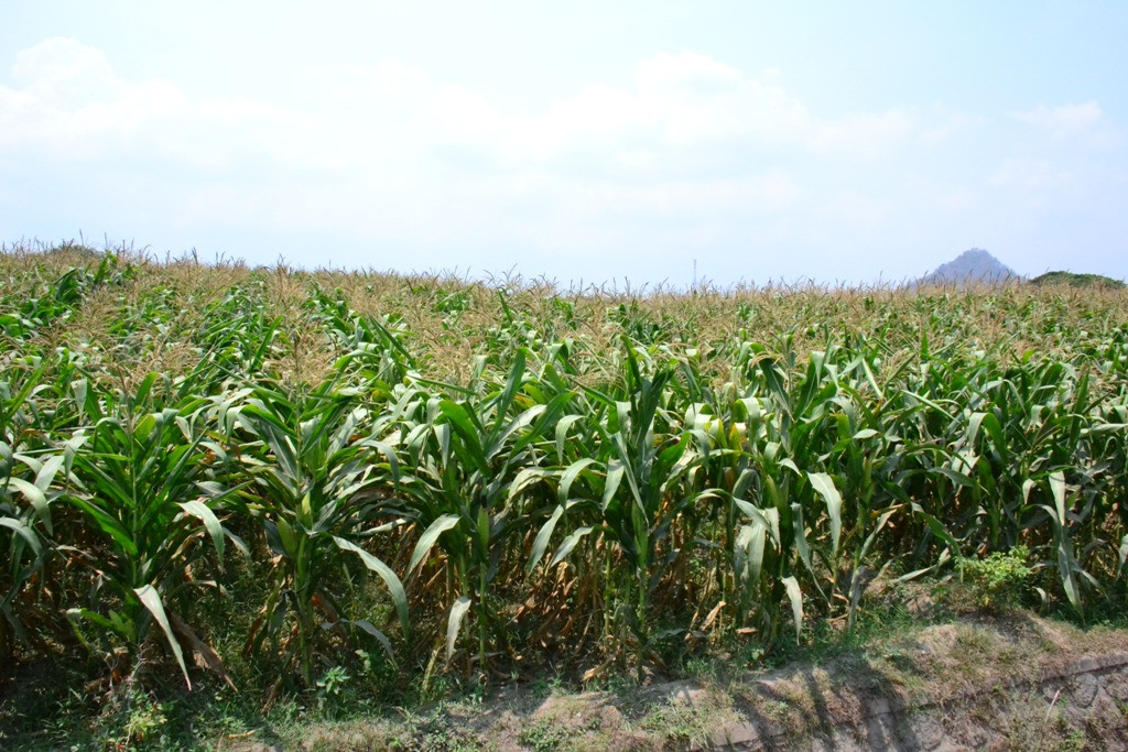 Blitar panen jagung. (FOTO: dokumentasi Kementan)