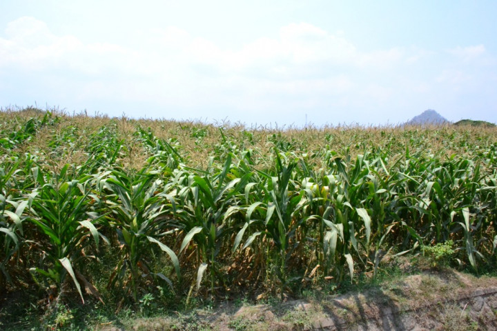 Awal Desember, Blitar Panen 40.800 Ton Jagung