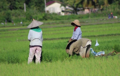 Pemerintah Targetkan Pembukaan 1 930 Ha Lahan Pertanian