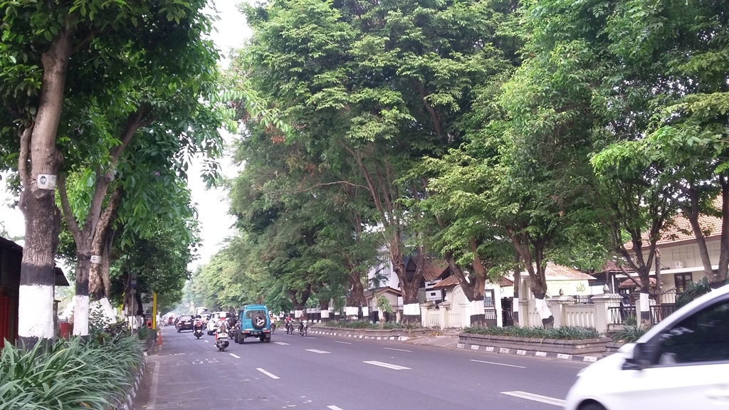 Pepohonan tinggi di salah satu ruas Jalan Kusumanegara Yogyakarta. (Metrotvnews.com/Ahmad Mustaqim)