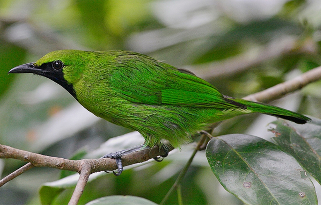 Burung cucak ijo. Foto: Omkicau.com
