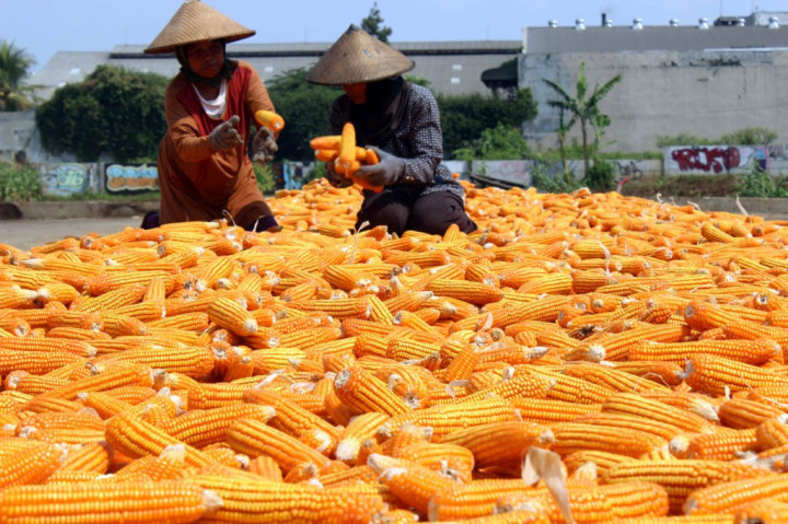 Produksi Jagung di Jambi Naik 15,98%