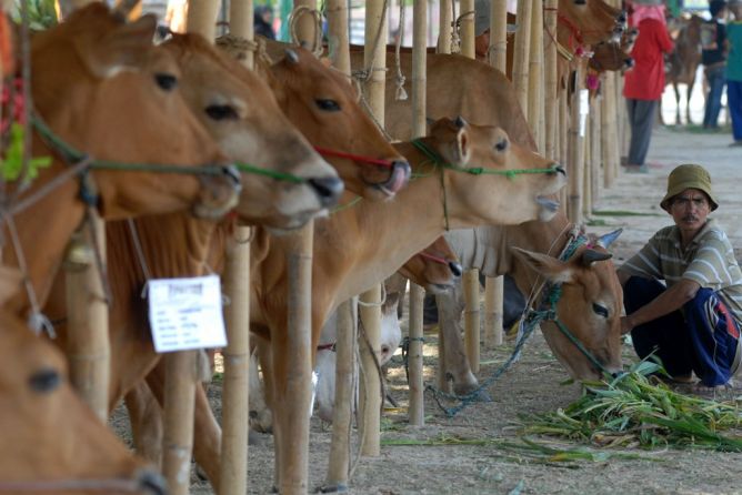 500 Ekor Sapi Diberangkatkan dari Kupang ke Jakarta