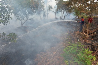 Amerika Suntik USD 2,9 Juta untuk Pengelolaan Hutan Indonesia