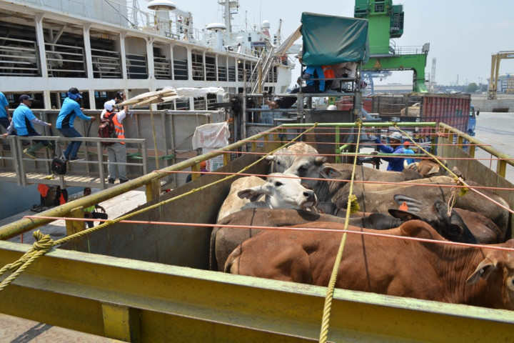 DKI Jakarta Bakal Terima 1.500 Ekor Sapi