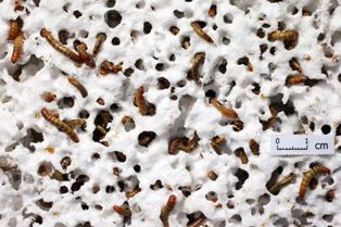 Ilmuan Temukan Senjata Pemberantas Sampah Plastik 