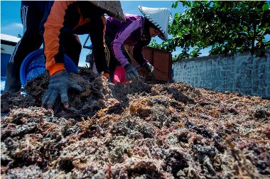 Produksi Rumput Laut Indonesia Disebut Paling Diminati Pasar Mancanegara 