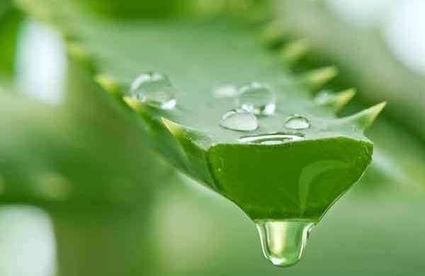 Lidah buaya memiliki sifat anti mikroba yang mempercepat penyembuhan kudis (Foto:Boldsky)