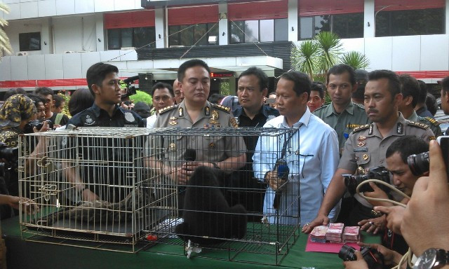 Polda Metro Jaya memperlihatkan hewan langka yang dijual secara ilegal. (Foto:MTVN/Deny Irwanto)