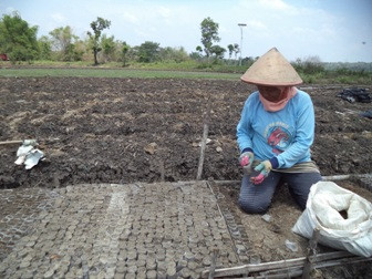 Tergiur Rp25 Juta Sekali Panen, Petani Padi Beralih Tanam Melon