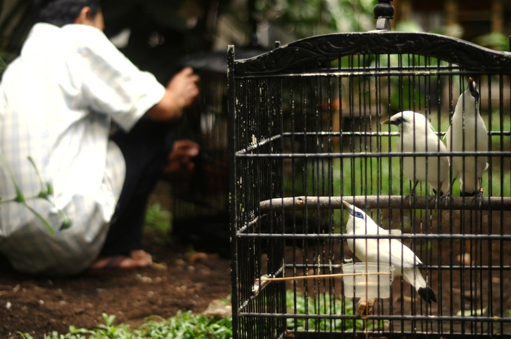 Seorang petugas membersihkan sangkar untuk memindahkan tiga ekor burung Jalak Bali atau Leucopsar rothschildi hasil sitaan Balai Besar Konservasi Sumber Daya Alam (BBKSDA) Jawa Barat di penangkaran, Bandung, Jawa Barat, Kamis (24/9). Foto: Antara/Novrian