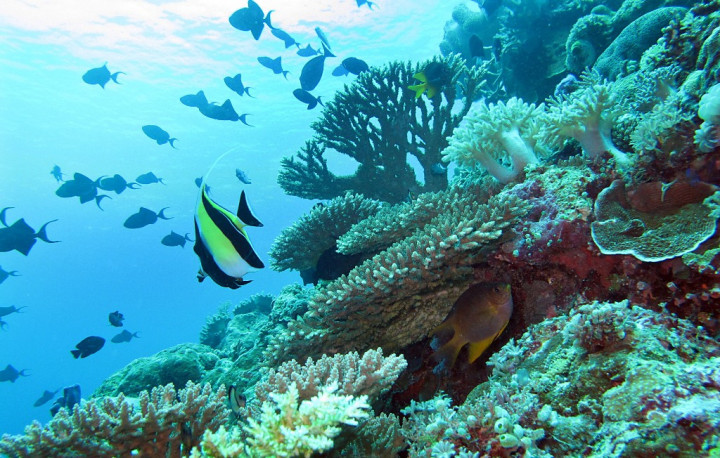 Semarak Pesona Wisata Bahari di Wakatobi Wave 2015  