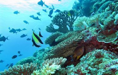 Wakatobi Wave 2015, The Biggest Ocean Culture Festival in Indonesia 