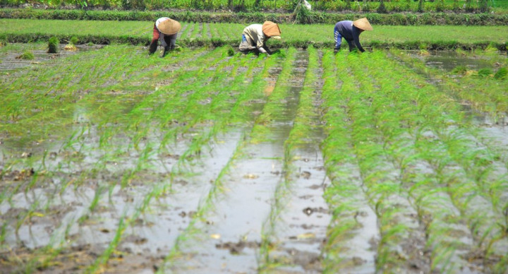 OJK: Skema Asuransi Gairahkan Sektor Pertanian