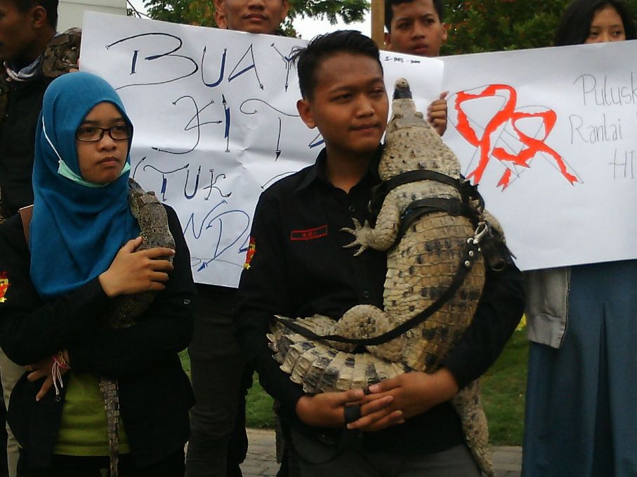 Dua ekor buaya diserahkan kepada BNK Sukoharjo. (Metrotvnews.com/Pythag Kurniati)