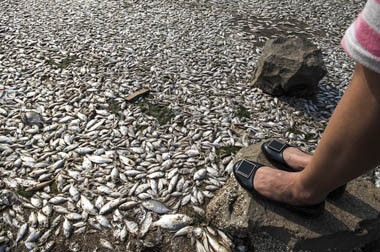 Penyebab Matinya Jutaan Ikan Diteliti