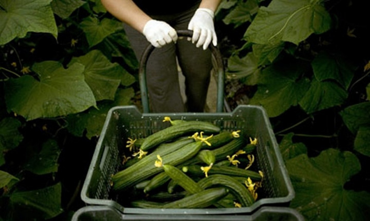 Bakteri E.Coli Merebak di Toko di AS  