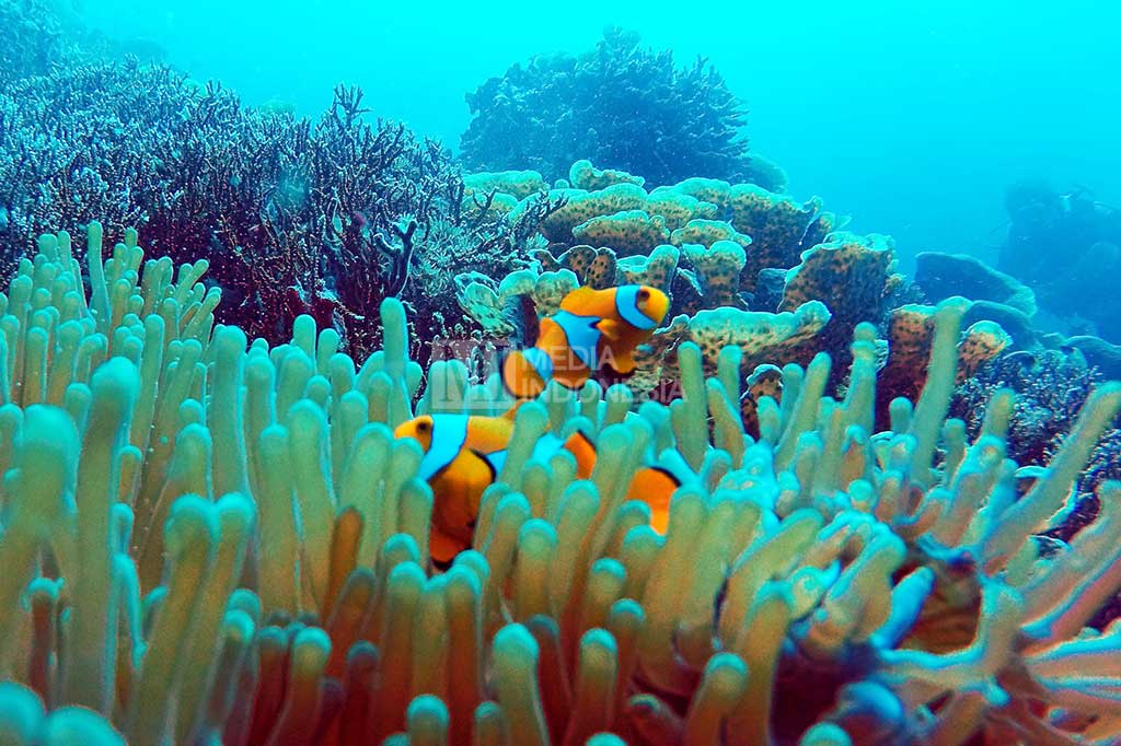 Pesona Pemandangan Bawah Laut Teluk Buyat