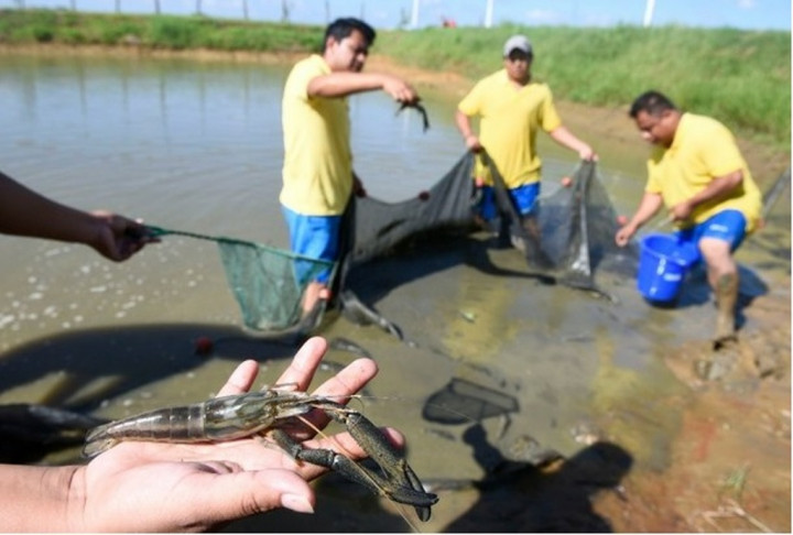 Universitas di Meksiko Transfer Teknologi Pengembangan Udang RI