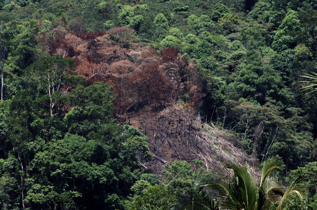 Ilustrasi hutan. (ANTARA FOTO/Iggoy el Fitra)