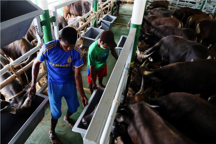 Ibu Kota Kedatangan 350 Ekor Sapi dari NTT