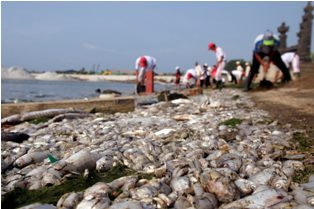 Ribuan Ikan Mati di Ancol karena Kandungan Timah