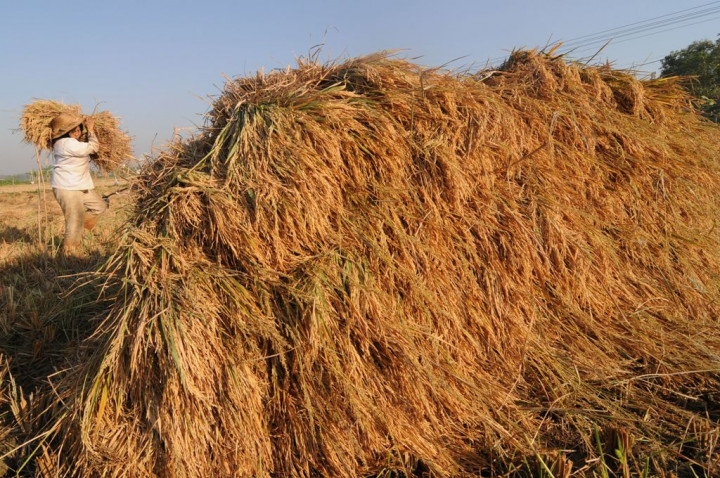 Realisasi Panen Padi Langkat Capai 73,69%