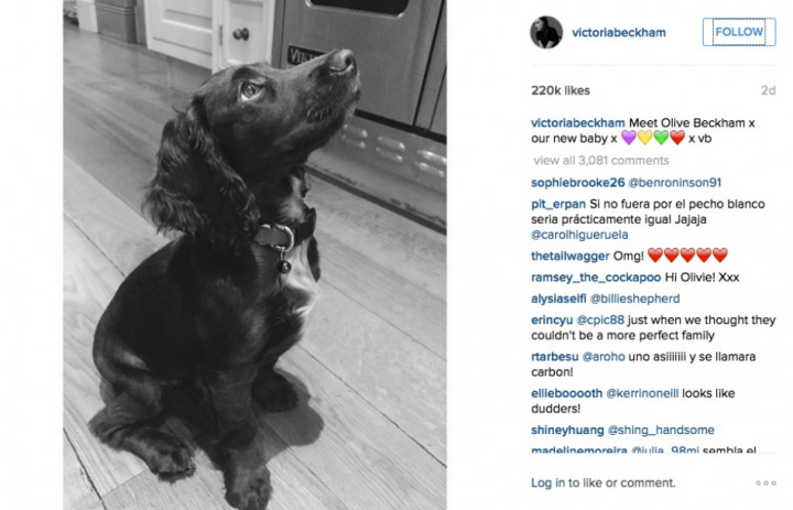 Punya Akun Instagram, Anjing Victoria Beckham Kebanjiran Pengikut 