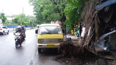 Pohon Tua Timpa Toko Sembako