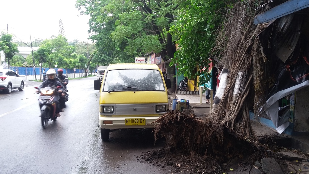 Pohon tumbang menimpa sebuah toko di di Jl Simongan Raya, Kota Semarang, Jawa Tengah. (Metrotvnews.com/Deo Dwi Fajar)