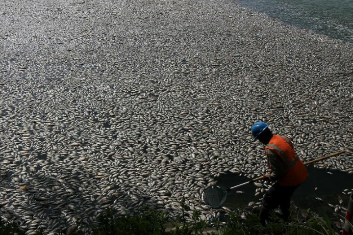 Ribuan Ikan Mati di Danau Tegal Alur 