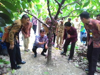 JK: Lima Tahun Lagi Indonesia Jadi Produsen Kakao Nomor Satu 
