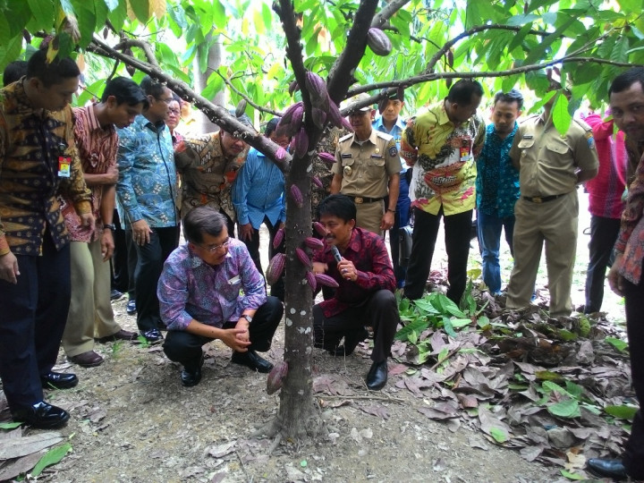 Mentan akan Remajakan Pohon Kakao