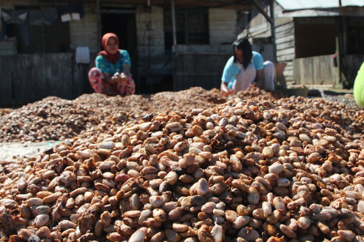 JK: Indonesia Jadi produsen Kakao Terbesar dunia di 2020