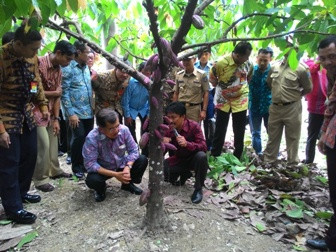 Butuh Empat Tahun agar Buah Kakao Bisa Dipanen