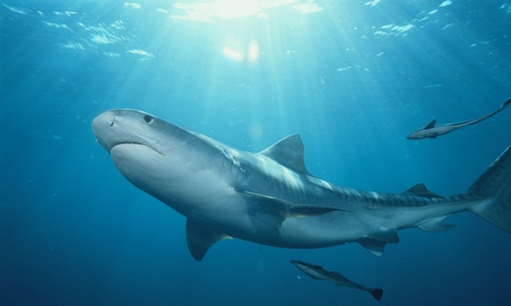 Hendak Diselamatkan, Pelaut Tewas Diserang Hiu