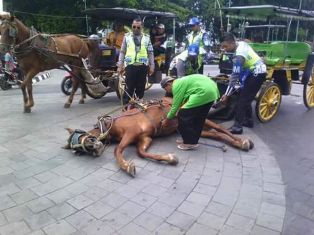Kuda Terpeleset, Polantas Kaji Area Titik Nol Kilometer