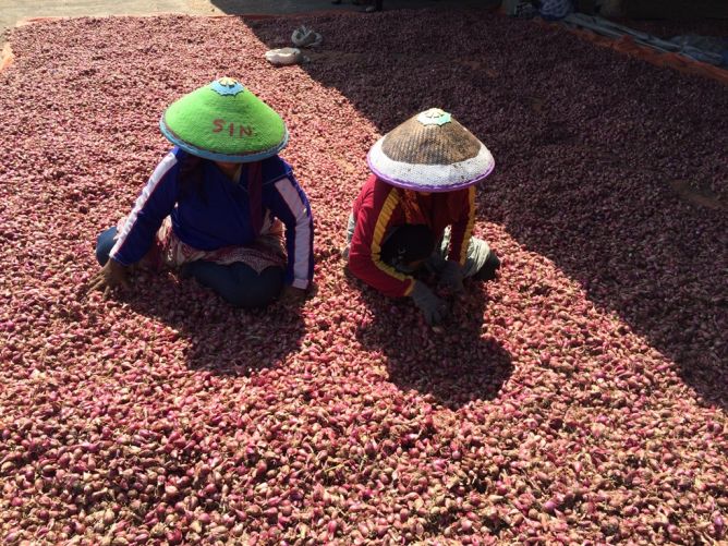 Harga Bawang Merah di Bengkulu Alami Kenaikan