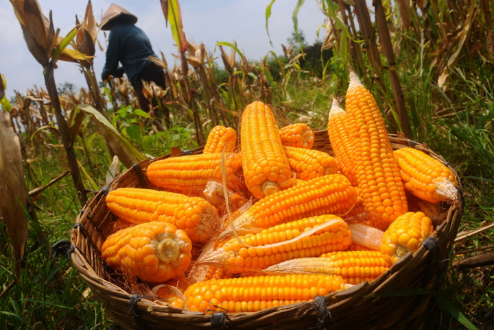 Pembelian Jagung Bulog Sulut Capai 118%
