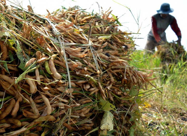 Sumut Berharap Capai Target Produksi Kedelai 