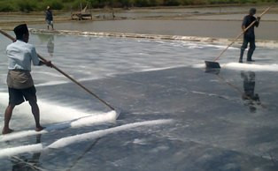 Garam Brebes Lebih Baik dari Garam India 