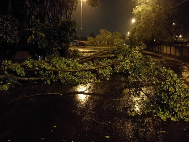 Hujan Deras, Pohon Tumbang di Cakung Jaktim