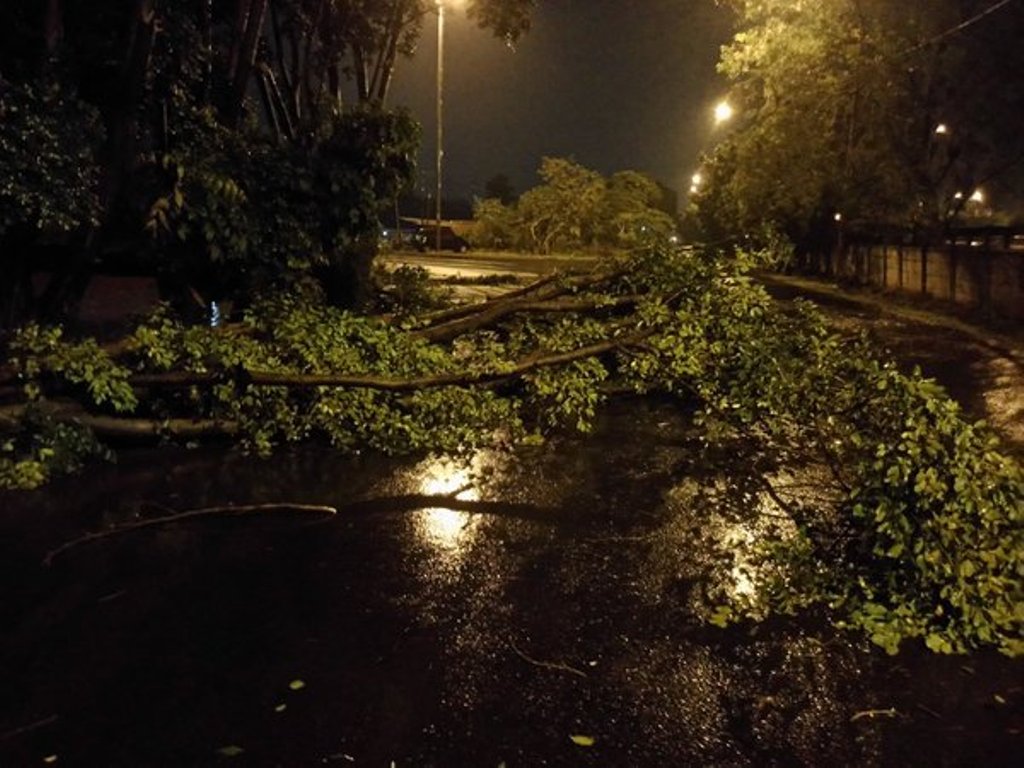 Pohon Tumbang di bawah Jalan layang Cakung Jaktim arah ke Pulo Gebang--TMC Polda Metro