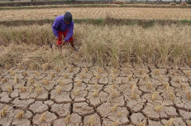 1.300 Ha Sawah di Boliyohoto Alami Kekeringan