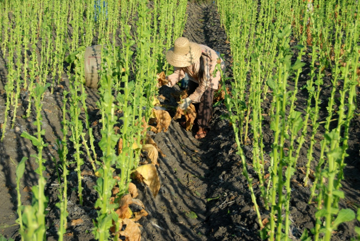 Asuransi Pertanian Terkendala Sosialisasi dengan Petani