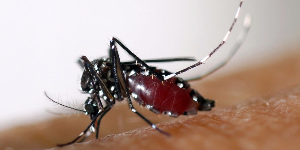 Nyamuk pembawa virus Zika (Foto:AFP)